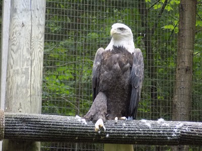 Squam Lakes Natural Science Center