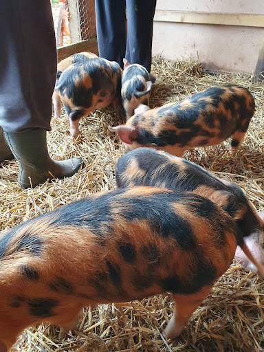Nick's Farm - Visual