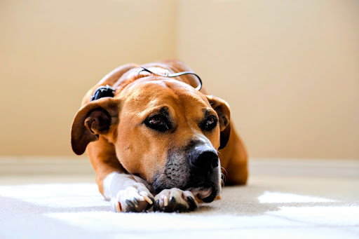 KW Mobile Veterinary Services - Thumbnail