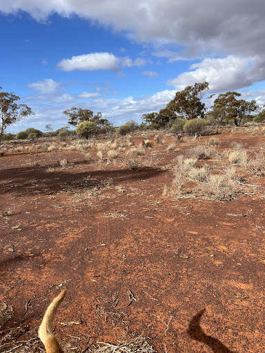 Paynes Find Quartz Reef