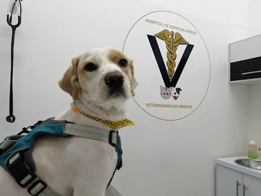Hospital de Especialidades Veterinarias de Oriente
