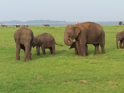 Photos of Kaudulla Jeep Safari service