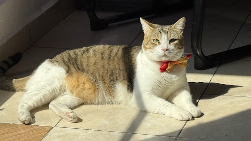 San Rafael Clinica Veterinaria
