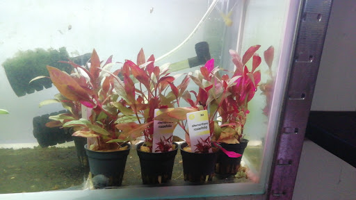 Acquaristore.it - Visual