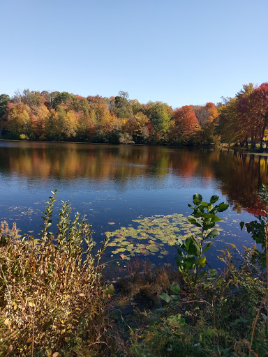 Juniper Pond - Visual