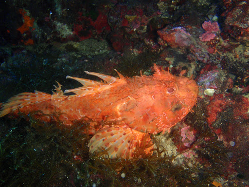 Barracuda Diving - Visual