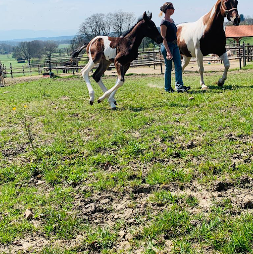 Sundance Ranch Westernreitschule - Thumbnail