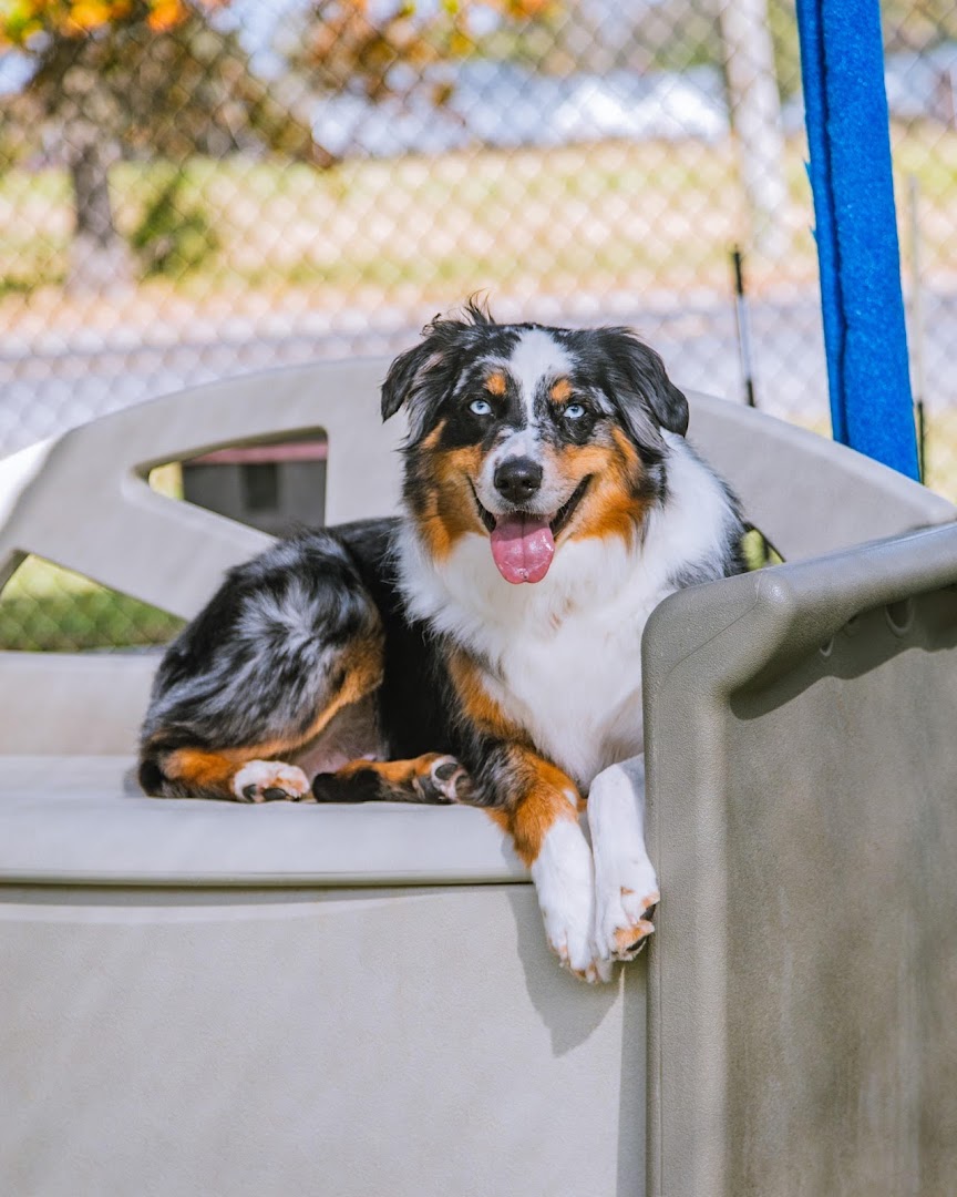 Grand Paws Stay N Play