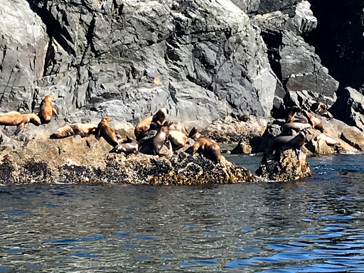 Adventures In Kodiak