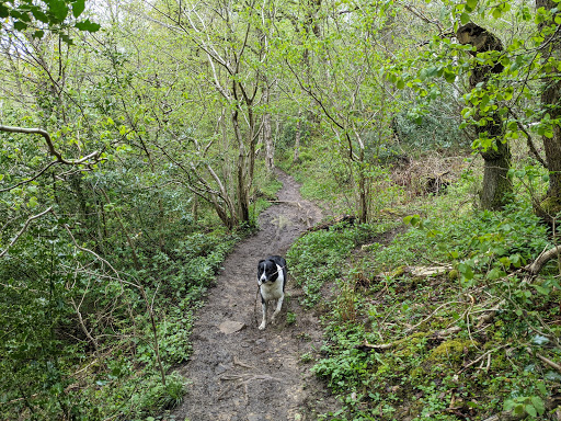 Demesne Mill Picnic Area - United Kingdom