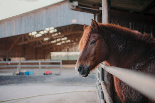 Photo n°3 de Les Écuries De Balagny à Chamant (Centre équestre)