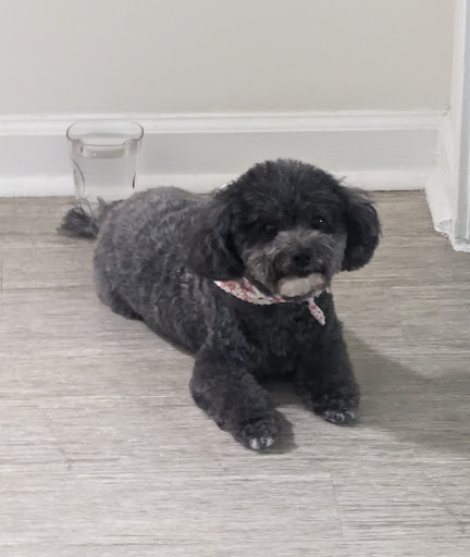 Foxy Paws Pet Grooming Gallery - United States