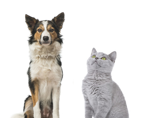NORMANDISE Pet Food - Thumbnail