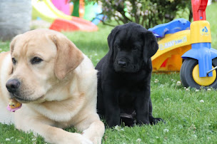 Photo n°14 de Elevage de Labrador des perles de saint albin à Rozet-Saint-Albin (Éleveur de chiens)
