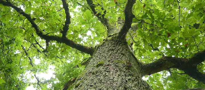 Good Earth Tree Care LLC
