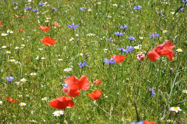 Castelluccio di Norcia the lentil fields