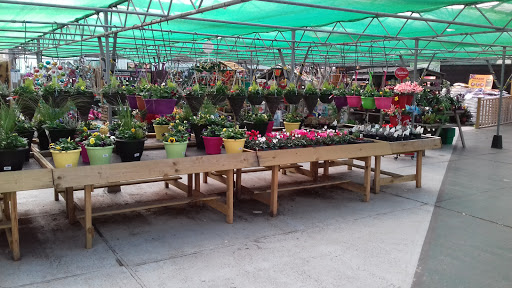 Parker’s Garden Centre Mottram St. Andrew - Thumbnail