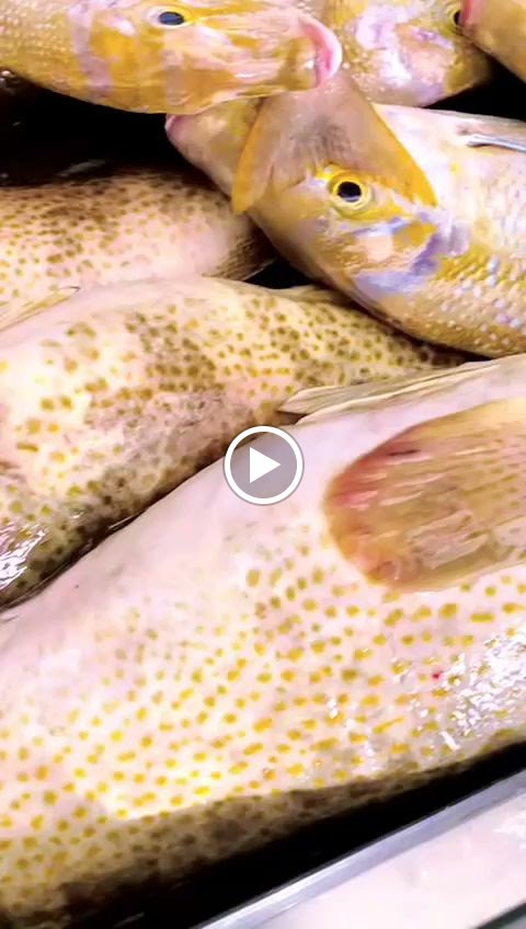 White Shark Fish Trading - صورة 3