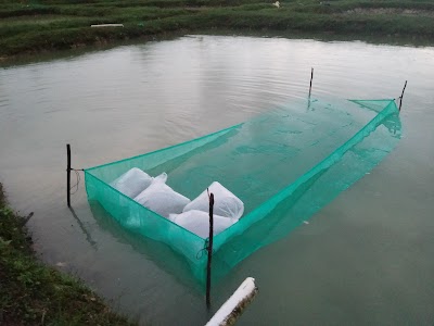 Photos of Aceh Fishery Mandiri (AFM)