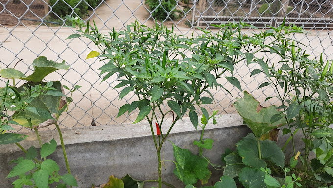 Trang Trại Pollo, Hành Dũng, Nghĩa Hành, Quảng Ngãi