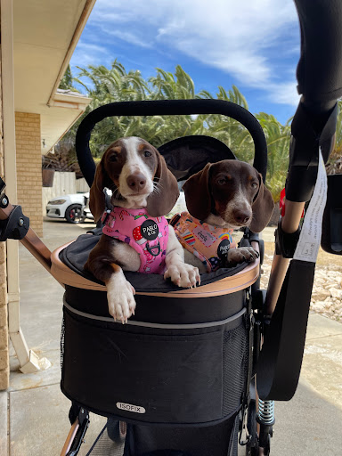 Hammond Park Veterinary Clinic Gallery - Australia