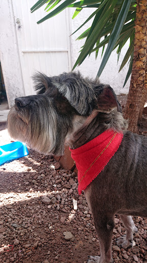 Veterinario Con-Sentido