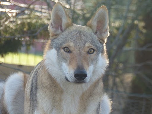Wolf Dog Compagny - Thumbnail