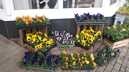 Zängry Blumenhaus - Thumbnail