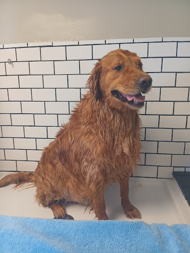 Earthly wonders canine spa - Thumbnail