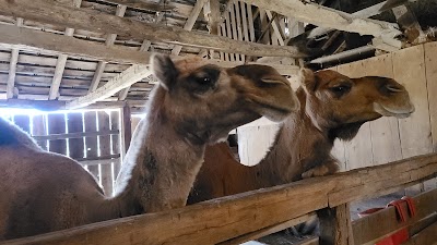 Rainbow Ranch Petting Zoo