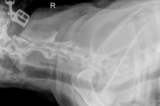 Hunde-Physio Breitenfelde Osteopathie und Physiotherapie für Hunde - Thumbnail
