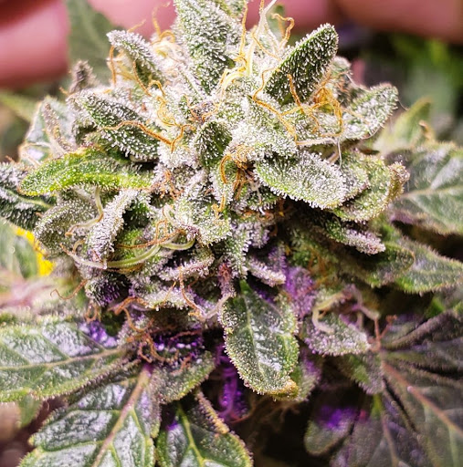 Ten Hippies Dispensary - Thumbnail