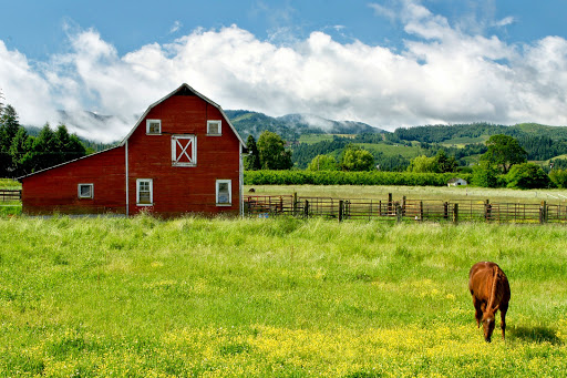 Four Star Equine PLLC, Veterinary Services - Thumbnail