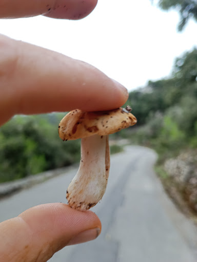 Funghi Farm Mallorca