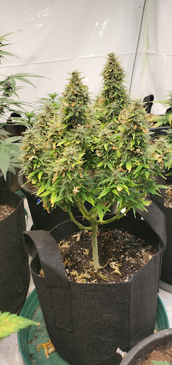 Royalty Hydro & Grow - Thumbnail