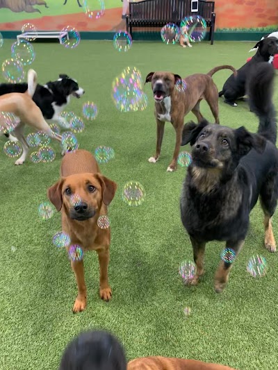 Bark City Doggy Daycare