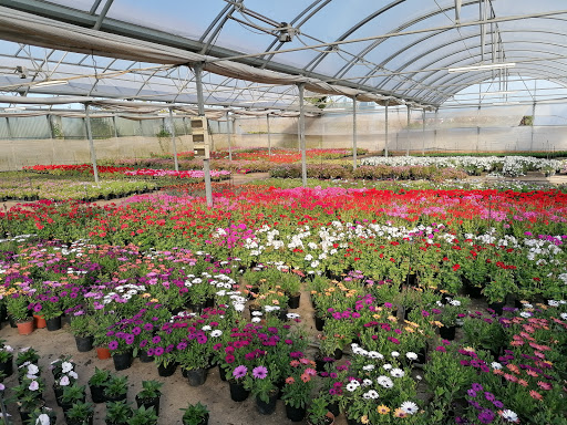 Costa Moya L'Olivera: viver de plantes de Sabadell - Foto 1