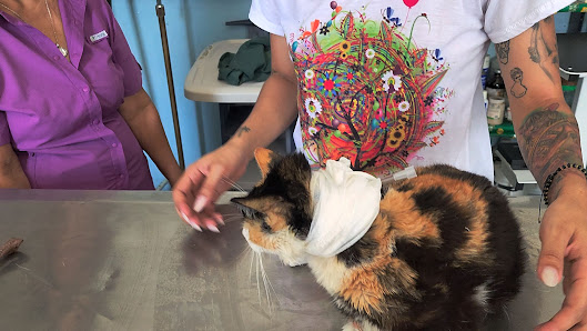 Foto de Centro Veterinario Mi amigo Fiel Gato