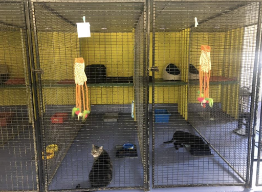 Dandaleith Boarding Kennels & Cattery Gallery - Australia