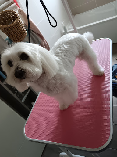 DANDY DOG - Thumbnail