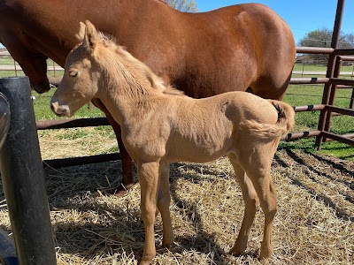 Griffin Cattle & Equine