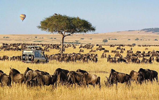 7 Days Masai Mara And Bwindi
