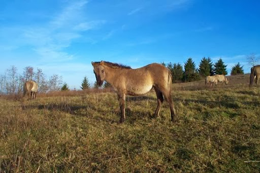 Equestrian Center Mancy - Thumbnail