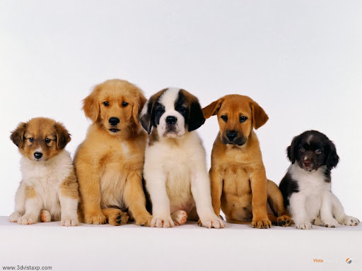 Shelley Drive Animal Clinic
