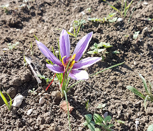 Photo n°4 de Ferme des bartioles à Montlauzun (Ferme)