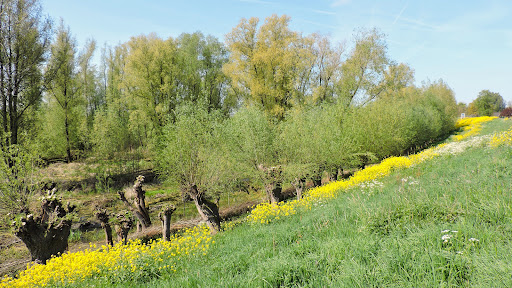De Wejenward - Thumbnail