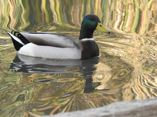 Fellow Earthlings' Wildlife Center, Inc.