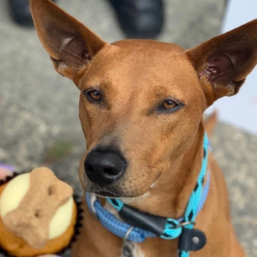 Pupcakes NZ - Thumbnail