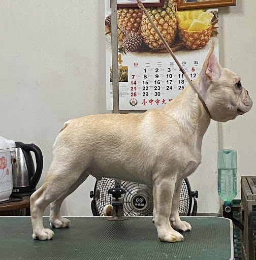 優犬法國鬥牛犬犬舍