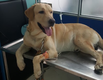 Photos of Pets V care Animal Hospital